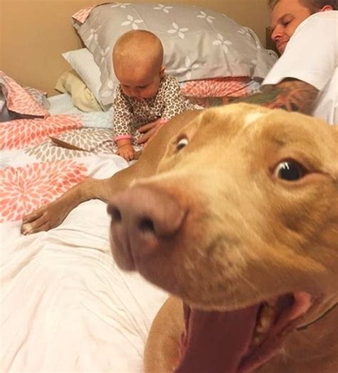 12 Adorable Photos Of Pit Bulls With Their Kids