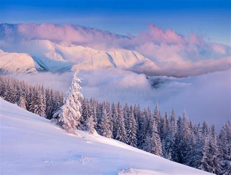 Colorful Winter Morning In The Carpathian Mountains Stock Image