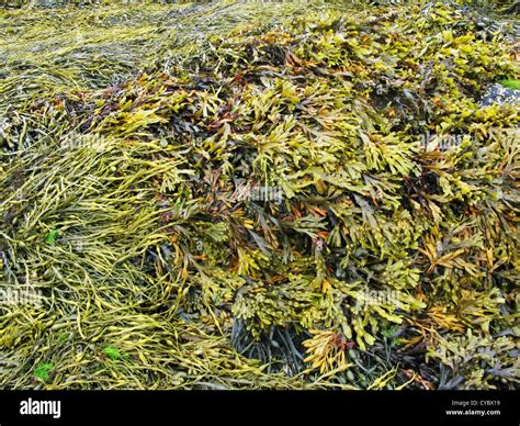 Different Types Of Seaweed Hi Res Stock Photography And Images Alamy