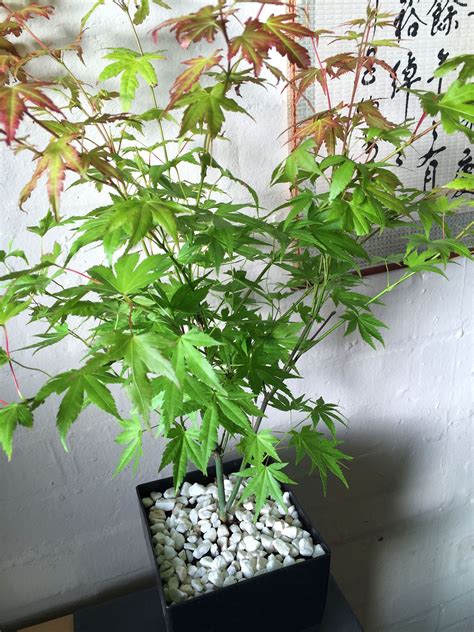Japanese Maple Momiji Acer Palmatum House Plant Pot Hardy Outdoor