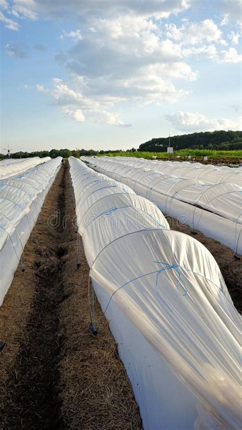 White Plastic Row Covers In Field Stock Photo Image Of Field