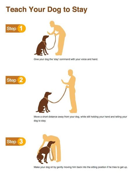 Teach Your Dog To Stay Dogs Pinterest