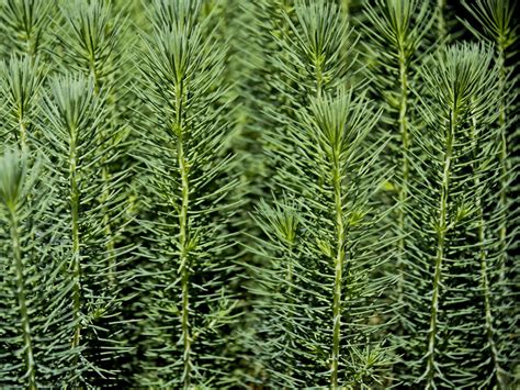 Growing Tall Green Plant Free Stock Photo Public Domain Pictures