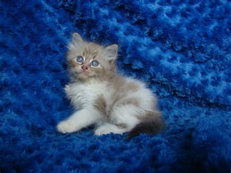 14 Best Flame Point Ragdoll Siamese Images On Pinterest