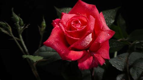 Wallpapers in ultra hd 4k 3840x2160, 1920x1080 high definition resolutions. Perfect Red Rose 1080p HD Wallpaper 1080p HD Wallpapers ...