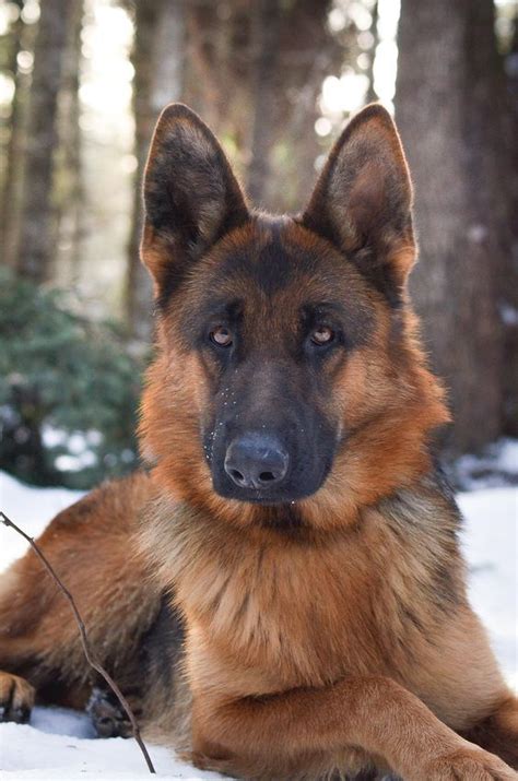 Here Are 10 Ts Thatll Have Gsd Lovers Howling In Celebration Big
