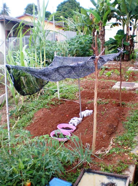 Kebun sayur di pekarangan rumah awalnya lahan kosong lihat hasilnya sekarang, kebun sayur tukul ngremboko kebun. HOBIKU: Hasil Kebun Belakang Rumah