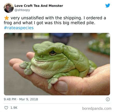 141 Of The Funniest Frog Pics