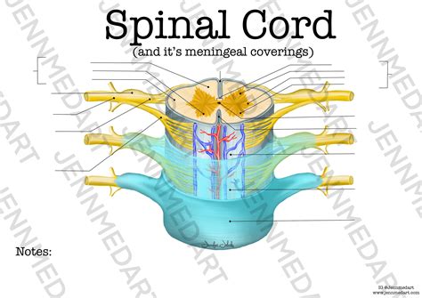 Spinal Cord Anatomy Worksheet Single Fillable Digital Etsy