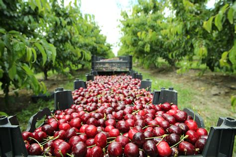 Chilean Cherries Booming Tridge