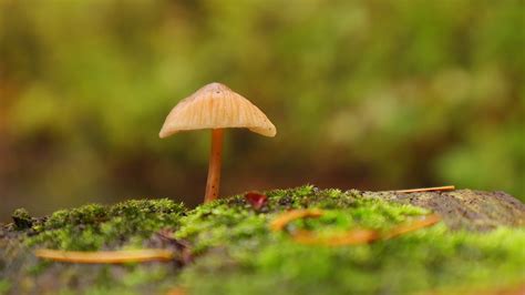 Mushroom Forest Nature Free Photo On Pixabay Pixabay