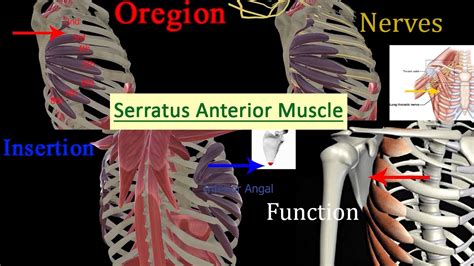 Serratus Anterior Origin And Insertion - Serratus Anterior Muscle Functions , Origin & Insertion Muscular System
