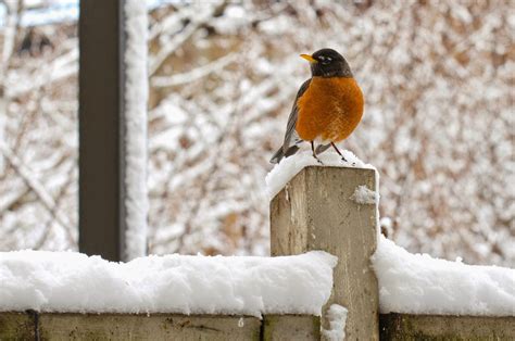 Spring Robins Focusing On Wildlife