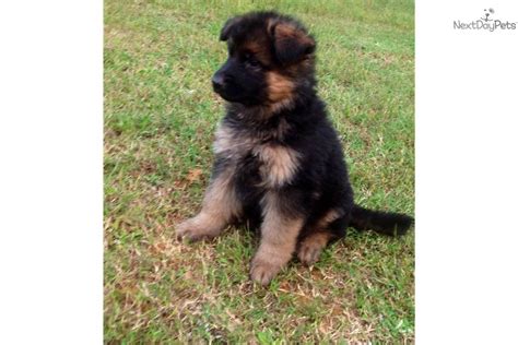 Buy and sell german shepherd puppies & dogs and almost anything on gumtree australia. German Shepherd puppy for sale near Birmingham, Alabama ...