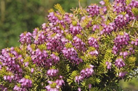 Evergreen Heather Plant Collection Pack Of Six Winter Hardy Plants In Bud