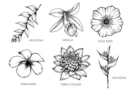 Collection Set Of Flower Drawing Illustration 416937 Vector Art At Vecteezy