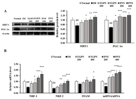 Nutrients Free Full Text Oyster Hydrolysates Attenuate Muscle