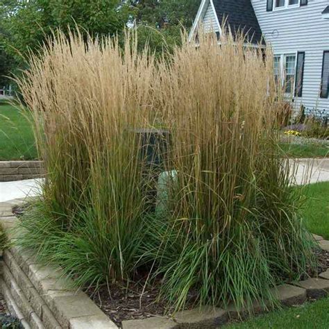 Karl Foerster Feather Reed Grass Grasses Landscaping Tall Grass