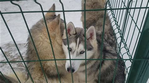 Husky Park In Moscow Or Dog Sledding Winter In Russia Or What Artists