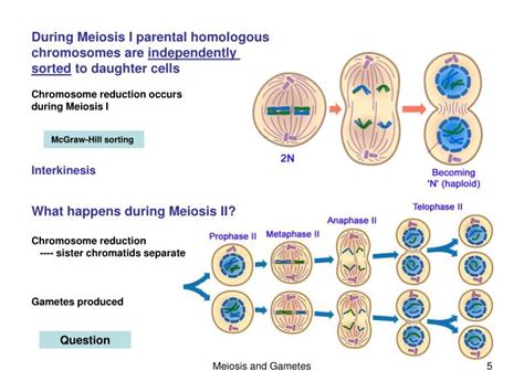 Ppt Chapter 11 Sexual Reproduction And Meiosis Powerpoint Free Download Nude Photo Gallery