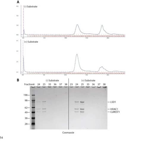 Figure Supplement A Size Exclusion Chromatography Analysis Of The