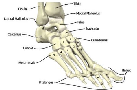 Bones In The Foot And Ankle Region Medial Lateral View Of The Right