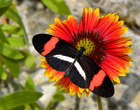 List Of Flowers That Attract Butterflies Gardenerdy