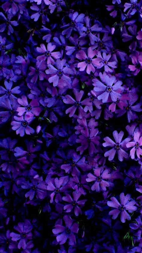 Download Violet Daisy Flowers Phone Wallpaper