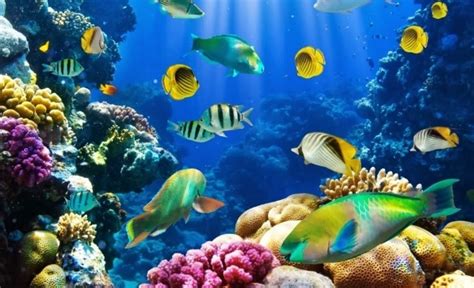 Pengertian Biota Laut Adalah Definisi Jenis Contoh Dan Manfaat