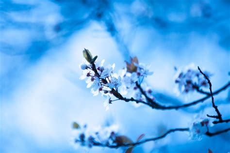 Blue Blossom Flowers On A Branch Free Stock Photo Public Domain Pictures