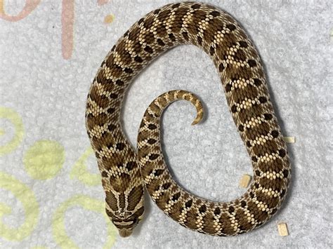 Mexican Hognose Ph Axanthic Trio Faunaclassifieds