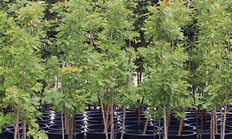 Container Grown Trees Knowledgebase Johnsons Nursery