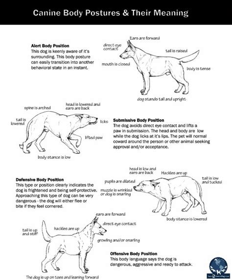 How To Read Classic Dog Body Language Appropriate Composure For The