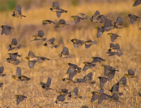 Top 25 Grassland Birds National Geographic Society Newsroom