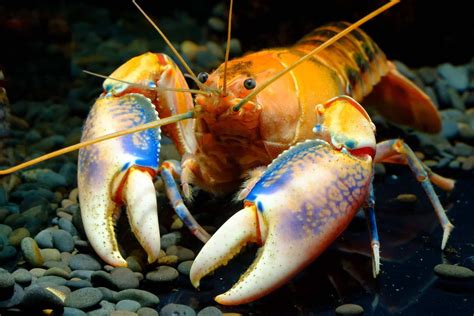 But can eating bugs make your cat sick? What Do Crayfish Eat: In the Wild and in Your Aquarium in ...