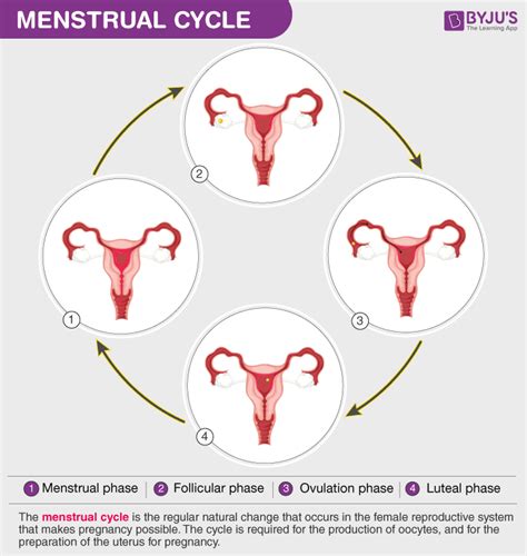 Which Term Best Defines The Interval Between Menses And Ovulation
