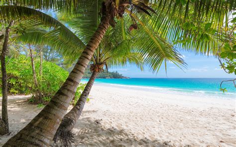 Images Beach Nature Palms Tropics Trunk Tree Trees 3840x2400