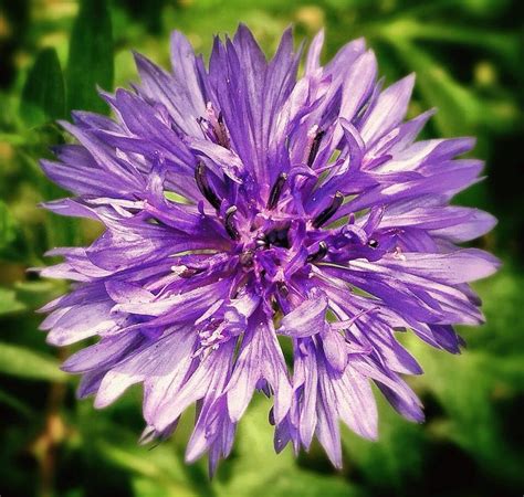 See more ideas about flowers, garden gates, garden. Taken in Dallas, PA (With images) | Simply beautiful ...