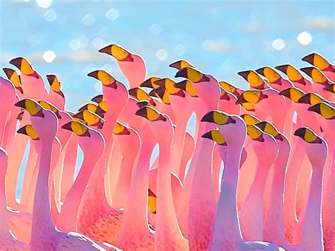 Wildlife Photography Of Group Of Flamingo Flamingos Bolivia Hd