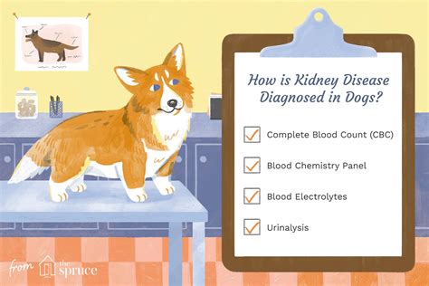 Kidney Disease In Dogs