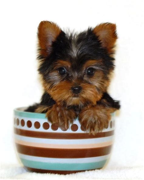 The Teacup Yorkie Teacup Yorkie Puppy Teacup Yorkie Yorkie Puppy