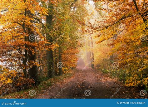 Autumn Forest Stock Photo Image Of Perspective Path 6974386