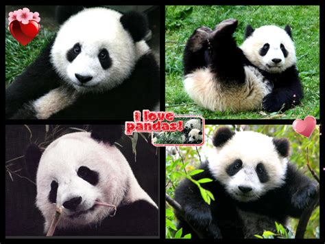 Panda Bear Luv Collage Pandas Fan Art 34580105 Fanpop