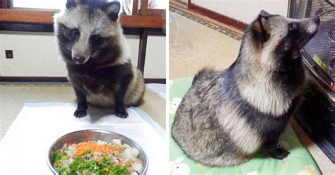 Theres A Japanese Dog That Looks Like A Raccoon And The