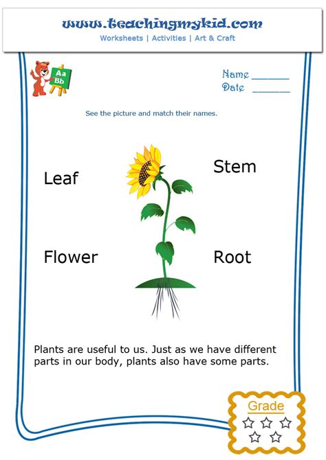 Body parts worksheet for lkg. Kindergarten learning - Match The Parts of a Plant
