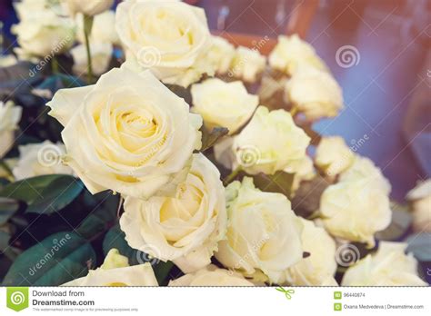 On The Background Of Large White Flowers Rosestoned Art Stock Photo