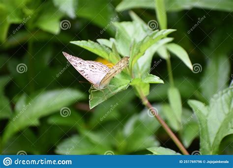 Melanitis Leda The Common Evening Brown Butterfly Sitting With Its