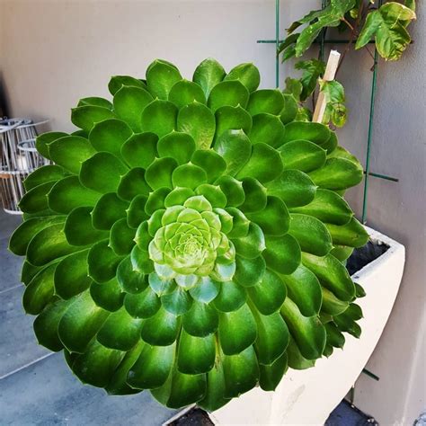 You Would Be Excited At These Large Succulents
