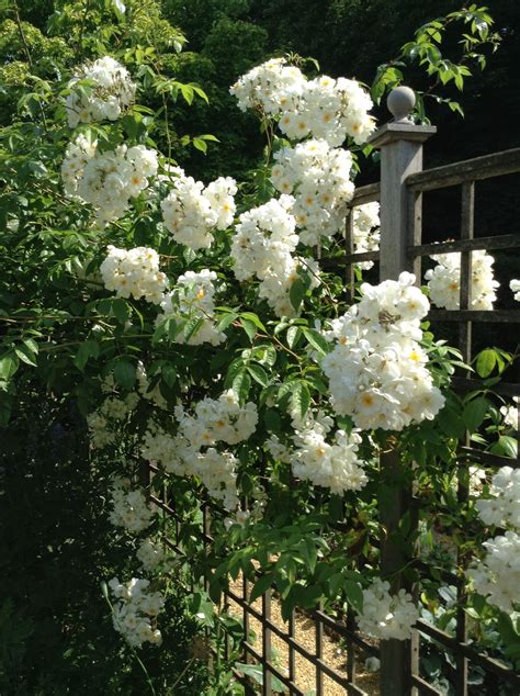 Things to do in spalding, england: Rambling rector rose at Barnsdale Gardens. | Garden ...