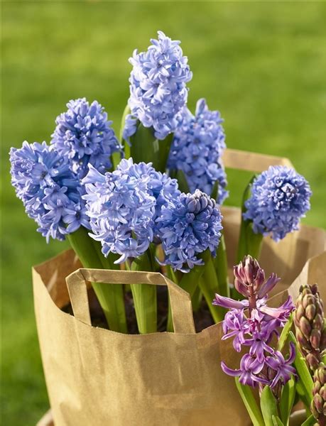 We did not find results for: HYAZINTHE - Gartencenter Späth